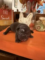 Blue, a female French Bulldog for sale in Versailles, KY – 6 of 10