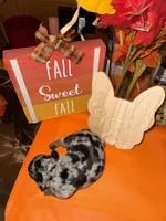 Male Merle, a male French Bulldog for sale in Versailles, KY – 7 of 10