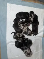 F3, a female French Bulldog and Labrador Retriever for sale in Versailles, KY – 5 of 7