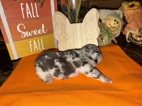 Female Merle, a female French Bulldog for sale in Versailles, KY – 10 of 10