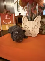 Blue, a female French Bulldog for sale in Versailles, KY – 5 of 10