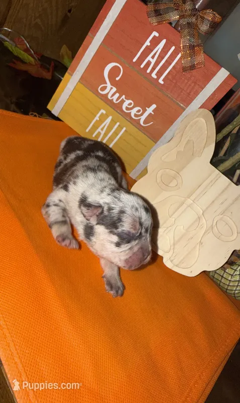 Female Merle – French Bulldog puppy for sale in Versailles, KY