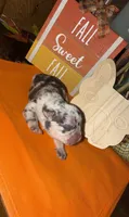 Female Merle, a female French Bulldog for sale in Versailles, KY – 1 of 10