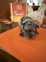 Merle , a male French Bulldog for sale in Versailles, KY – 2 of 10
