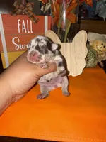 Female Merle, a female French Bulldog for sale in Versailles, KY – 3 of 10
