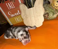 Female Merle, a female French Bulldog for sale in Versailles, KY – 9 of 10