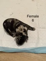 F6, a female French Bulldog and Labrador Retriever for sale in Versailles, KY – 2 of 7
