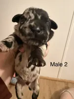 M2, a male French Bulldog and Labrador Retriever for sale in Versailles, KY – 2 of 10