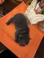 Blue, a female French Bulldog for sale in Versailles, KY – 2 of 10
