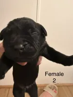 F2, a female French Bulldog and Labrador Retriever for sale in Versailles, KY – 5 of 7