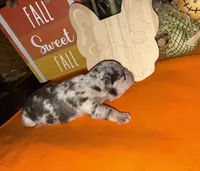 Female Merle, a female French Bulldog for sale in Versailles, KY – 8 of 10