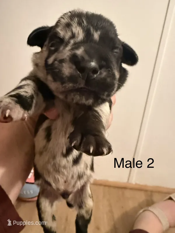 M2 – French Bulldog, Labrador Retriever puppy for sale in Versailles, KY