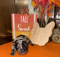 Male Merle, a male French Bulldog for sale in Versailles, KY – 8 of 10