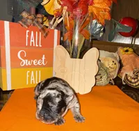 Male Merle, a male French Bulldog for sale in Versailles, KY – 2 of 10
