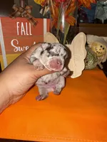 Female Merle, a female French Bulldog for sale in Versailles, KY – 4 of 10