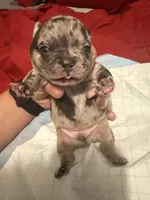 Merle , a male French Bulldog for sale in Versailles, KY – 8 of 10