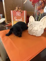 Black, a female French Bulldog for sale in Versailles, KY – 3 of 10