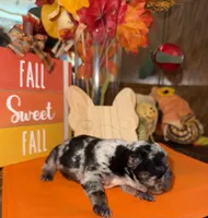 Male Merle, a male French Bulldog for sale in Versailles, KY – 5 of 10