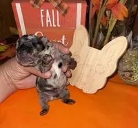 Male Merle, a male French Bulldog for sale in Versailles, KY – 10 of 10