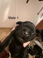 M1, a male French Bulldog and Labrador Retriever for sale in Versailles, KY – 3 of 8