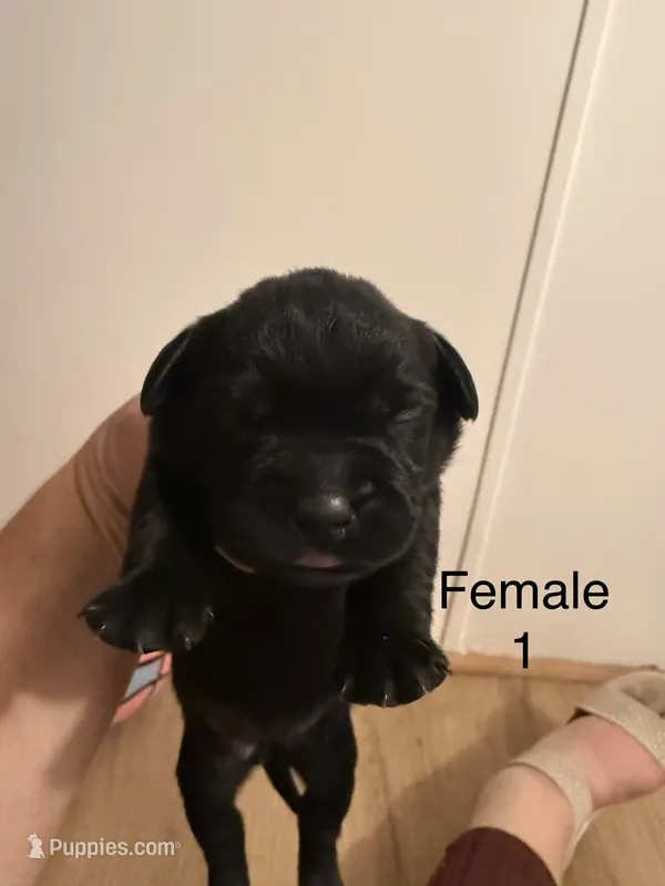 F1 – French Bulldog, Labrador Retriever puppy for sale in Versailles, KY