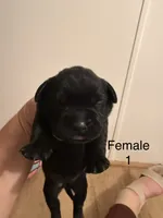 F1, a female French Bulldog and Labrador Retriever for sale in Versailles, KY – 1 of 7
