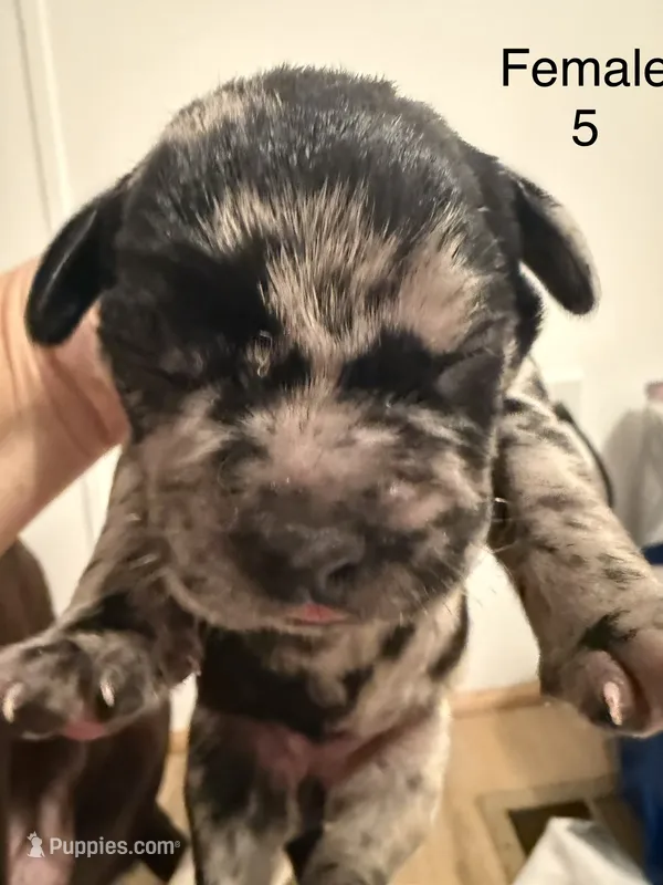 F5 – French Bulldog, Labrador Retriever puppy for sale in Versailles, KY