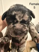 F5, a female French Bulldog and Labrador Retriever for sale in Versailles, KY – 1 of 7