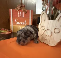 Merle , a male French Bulldog for sale in Versailles, KY – 6 of 10