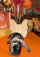 Male Merle, a male French Bulldog for sale in Versailles, KY – 6 of 10