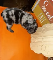 Male Merle, a male French Bulldog for sale in Versailles, KY – 4 of 10
