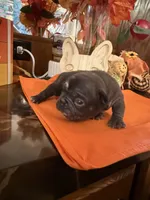 Blue, a female French Bulldog for sale in Versailles, KY – 3 of 10