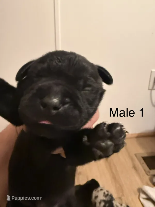 M1 – French Bulldog, Labrador Retriever puppy for sale in Versailles, KY