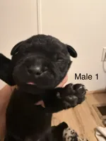 M1, a male French Bulldog and Labrador Retriever for sale in Versailles, KY – 1 of 8