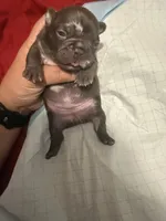Blue, a female French Bulldog for sale in Versailles, KY – 10 of 10