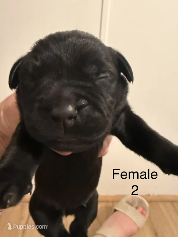 F2 – French Bulldog, Labrador Retriever puppy for sale in Versailles, KY