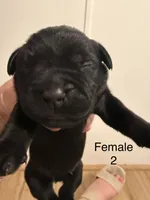 F2, a female French Bulldog and Labrador Retriever for sale in Versailles, KY – 1 of 7