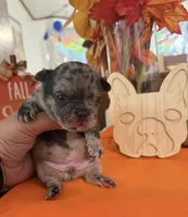 Merle , a male French Bulldog for sale in Versailles, KY – 4 of 10