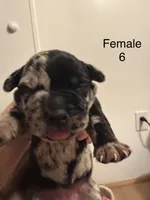 F6, a female French Bulldog and Labrador Retriever for sale in Versailles, KY – 3 of 7