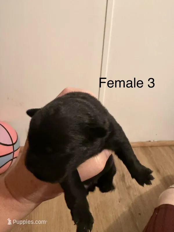 F3 – French Bulldog, Labrador Retriever puppy for sale in Versailles, KY