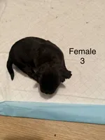 F3, a female French Bulldog and Labrador Retriever for sale in Versailles, KY – 2 of 7