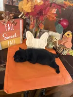 Black, a female French Bulldog for sale in Versailles, KY – 10 of 10