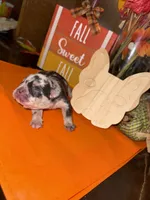 Female Merle, a female French Bulldog for sale in Versailles, KY – 7 of 10