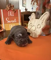Blue, a female French Bulldog for sale in Versailles, KY – 8 of 10