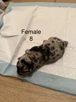 F8, a female French Bulldog and Labrador Retriever for sale in Versailles, KY – 2 of 7