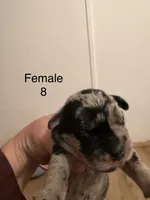 F8, a female French Bulldog and Labrador Retriever for sale in Versailles, KY – 3 of 7