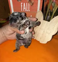 Male Merle, a male French Bulldog for sale in Versailles, KY – 3 of 10