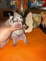 Female Merle, a female French Bulldog for sale in Versailles, KY – 5 of 10