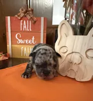 Merle , a male French Bulldog for sale in Versailles, KY – 7 of 10
