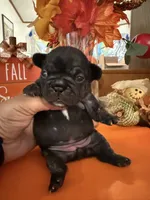 Black, a female French Bulldog for sale in Versailles, KY – 2 of 10